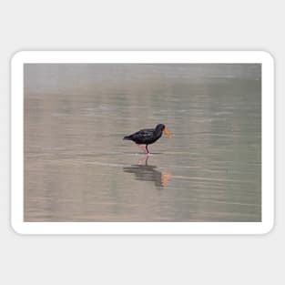 Oyster catcher on Allan's beach, New Zealand Sticker